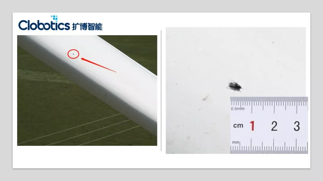 巡检原始影像中保留下来的微小昆虫细节